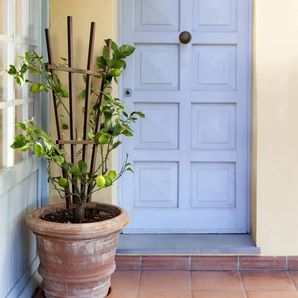 Outdoor Essentials Homestead 48 in. Walnut‐Tone Fan Trellis (2‐Pack) - Image 5