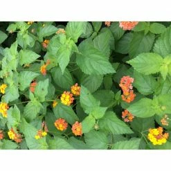 Daylily Nursery Lantana Plants mix, 3 Total Plants in 3 separate 4 in. pots