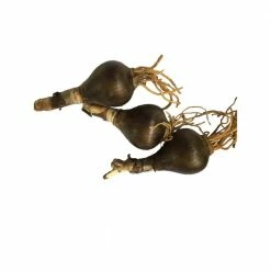 Daylily Nursery Pink Surprise Lilies 3-Bulbs