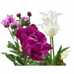 Daylily Nursery Purple Tulip Rain Mix 25-Bulbs