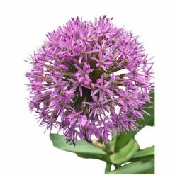 Daylily Nursery Purple Allium Sensation 25-Bulbs
