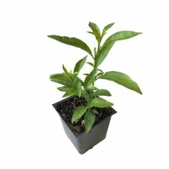 Daylily Nursery Night Blooming Jasmine 3 Total Plants in 3 Separate 4 in. Pot