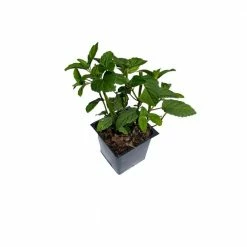 Daylily Nursery 3 Bee Balm Fire Ball Plants in 3 Separate 4 in. Pots