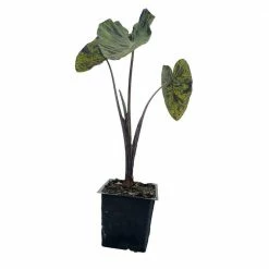 Daylily Nursery 3 Mojito Elephant Ear Plants in 3 Separate 4 in. Pots