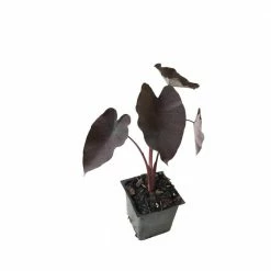 Daylily Nursery Dark Elephant Ear 3 Total Plants in 3 Separate 4 in. Pot