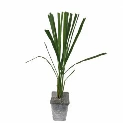 Daylily Nursery 3-Lemongrass Plants in 3-Seperate 2.25 in. Pots