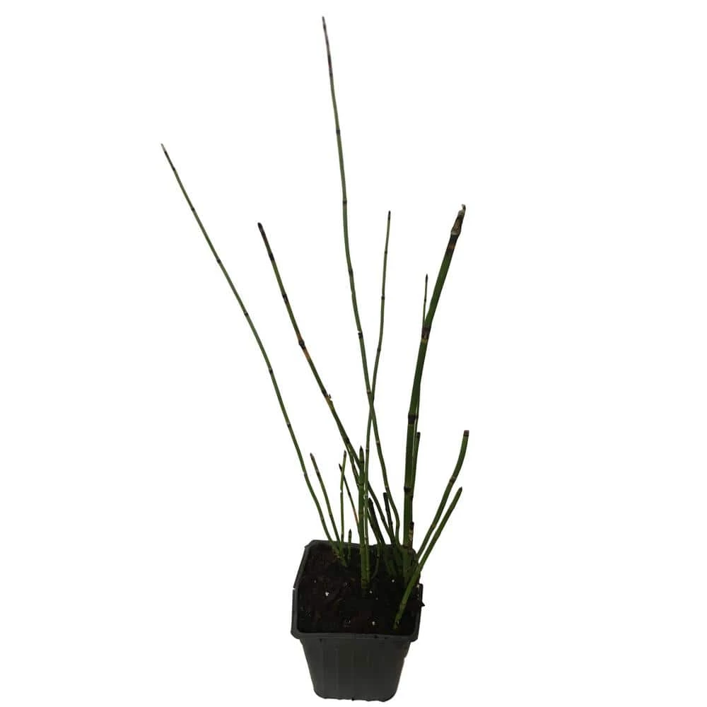 Daylily Nursery 4 in. Pot Horsetail Grass Plant