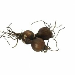 Daylily Nursery Red Surprise Lilies 3-Bulbs