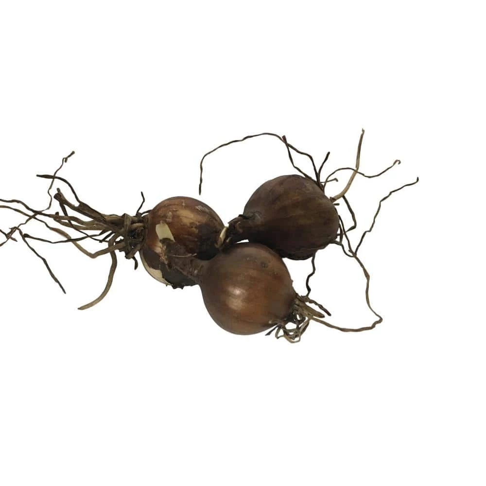 Daylily Nursery Red Surprise Lilies 3-Bulbs